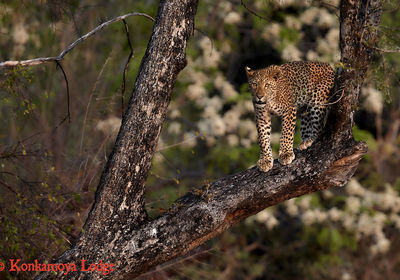 Leopard